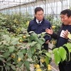 무안군, 새로운 소득작목 친환경‘레몬 (제라몬)’ 첫 수확