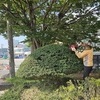 나무 가지 다듬어 마음까지 가꾸다… 청계면 ‘마을 지킴이’ 서복현 씨